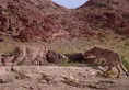بازگشت ۲ یوزپلنگ پس از ۱۹ ماه بی‌خبری؛ فرزندان خورشید زنده‌اند