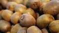 یک متخصص تغذیه میزان مجاز مصرف کیوی در روز را اعلام کرده است