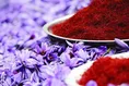 تعاون روستایی برای حمایت از زعفران کاران خراسان شمالی خرید حمایتی انجام دهد
