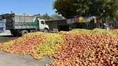 آغاز خرید حمایتی سیب صنعتی از باغداران آذربایجان غربی با نرخ هر کیلو ۱۷ هزار تومان