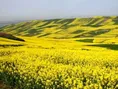 توسعه کشت دانه‌های روغنی در دره‌شهر/پیش‌بینی کشت بیش از ۴۰۰۰ هکتار کلزا
