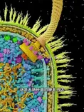 فیلم| باکتری E. coli، موجودی میکروسکوپی که روی بدنش یک موتور کامل دارد!