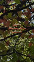 فیلم| درخت کمیاب بارانک یا خاویار جنگل‌های هیرکانی