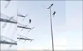 شنا روی کابل برق!
