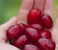 آیا آب زغال‌اخته می‌تواند جلوی پوسیدگی دندان را بگیرد؟