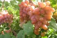 ورود تعاون روستایی خراسان شمالی برای خرید انگور کلاهداری؛ گامی در مسیر تنظیم بازار و حمایت