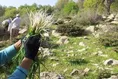 تولید سالانه ۴۰ هزار تن گیاهان دارویی در سیستان و بلوچستان