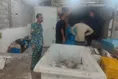 تخلیه ماهی از قایق به ایسوزو دردسرساز شد؛ کشف ۲.۳ تن ماهی در بوشهر!