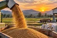 رکورد جدید تولید برنج در مازندران