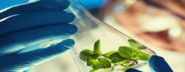 موفقیت محققان ایرانی در افزایش عملکرد گیاه استویا