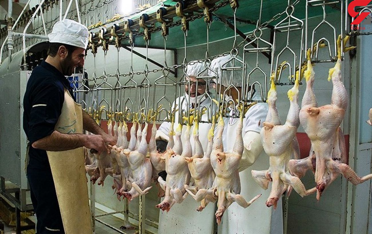 چگونه مرغ تک نرخی می شود؟