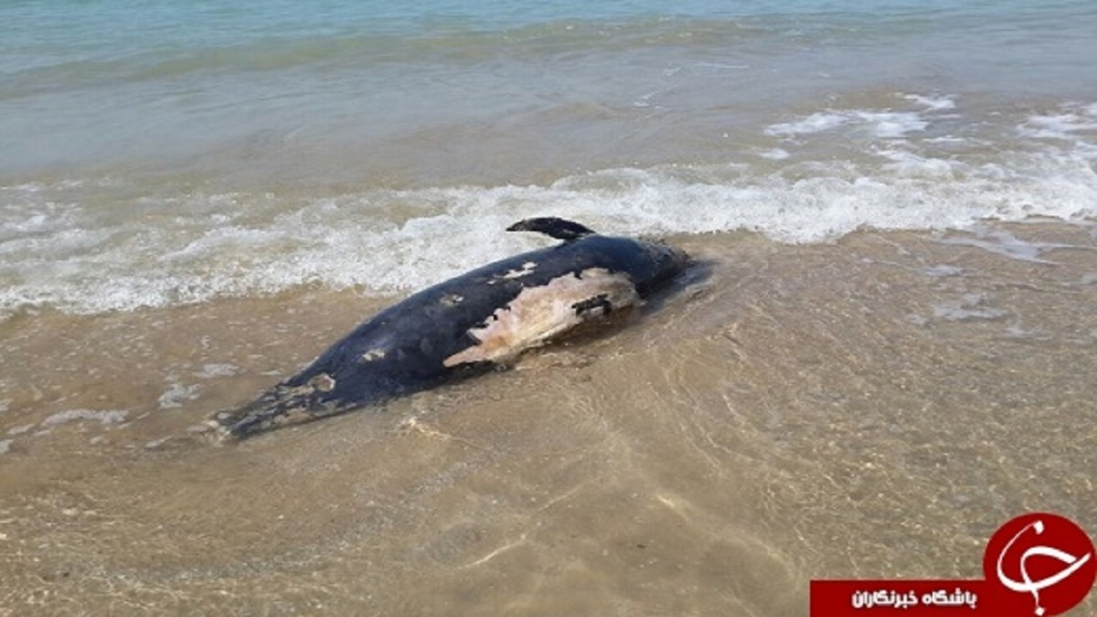 علت مرگ یک دلفین در جزیره کیش چه بود؟