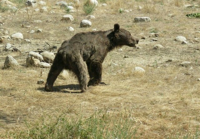 مرگ آرام اَشی خرس زخمی مازندران در کلینیک حیات وحش پردیسان