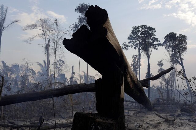 تخریب دو سوم از جنگل های استواییِ جهان