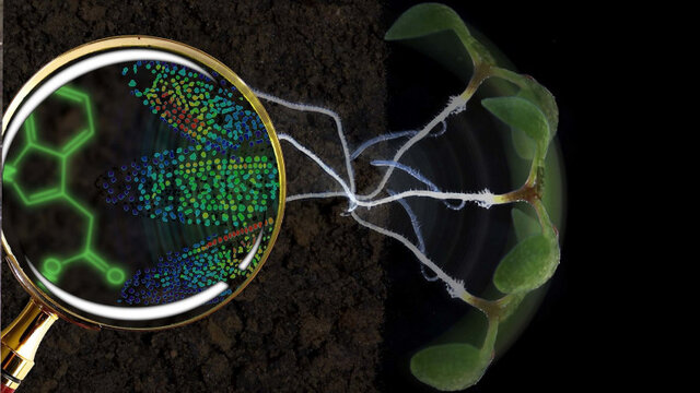 انقلاب در مشاهده حیات گیاهان با یک حسگر زیستی جدید