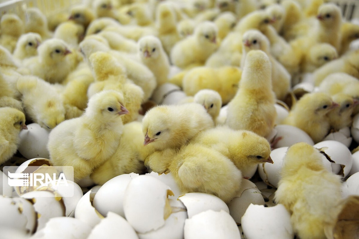 افزایش تولید جوجه یکروزه منجر به رشد تولید مرغ سایز می‌شود
