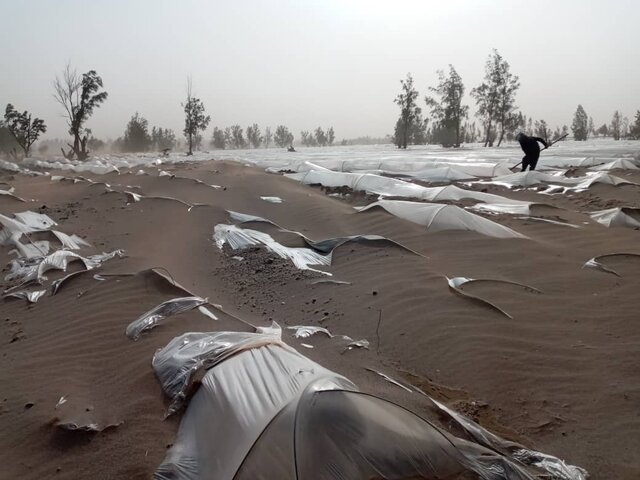 خسارت ۲۸۲ میلیارد ریالی تگرگ و طوفان به ۸۸۰ هکتار از باغات و مزارع در عنبرآباد