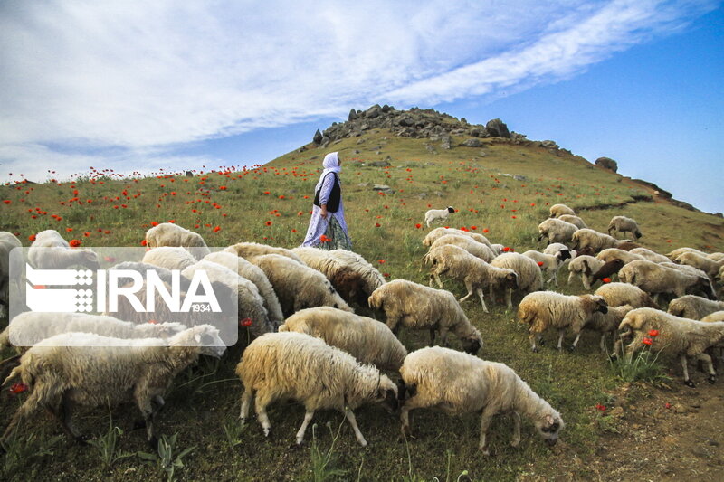 همچنان کشور با مشکل جدی کمبود جو دامی روبه‌رو است