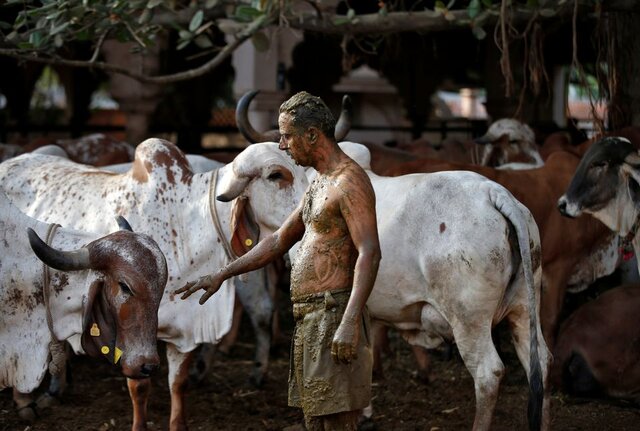  هشدار پزشکان هندی نسبت به استفاده از فضولات گاو برای درمان کرونا