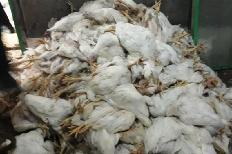شیوع آنفلوآنزای مرغی در بصره عراق همزمان با کرونا