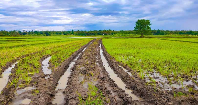 کاهش ۴ میلیون تنی تولید علوفه مرتعی بر اثر خشکسالی