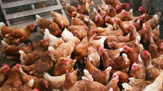 اجرای طرح پرورش مرغ بومی خانگی در تعاونی‌های روستایی کلید خورد