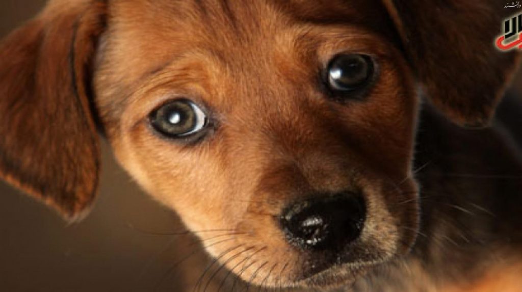 چشمان سگ برای جلب نظر انسان تکامل پیدا کرده است