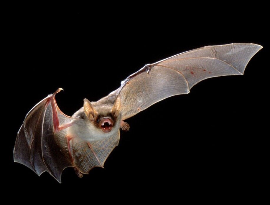 دانشمندان هندی نوع دیگری از ویروس کرونا را در خفاش‌ها یافتند