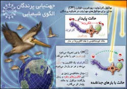 پرندگان چگونه راه خود را پیدا می‌کنند؟